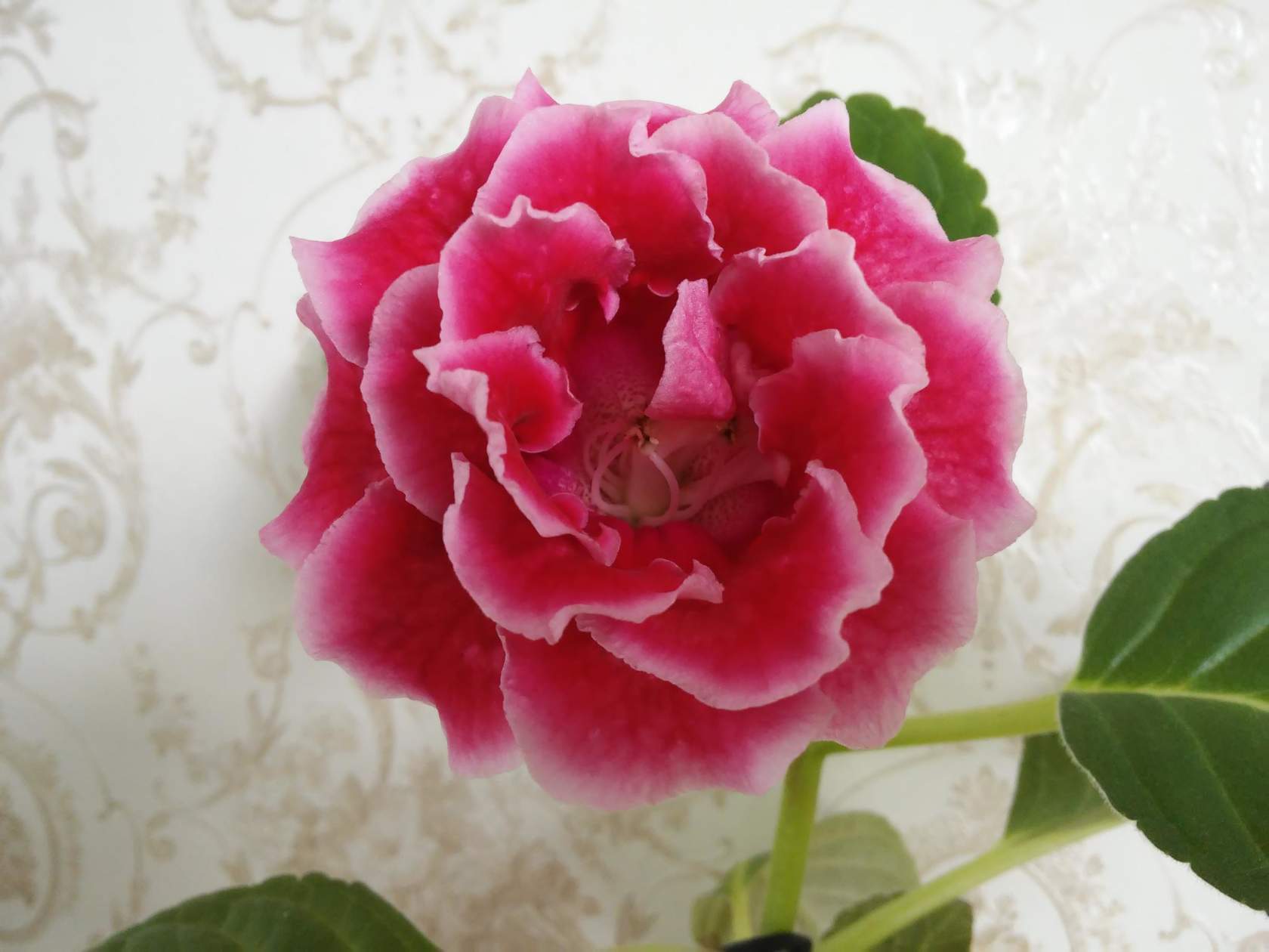 Rokoko Pink